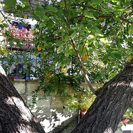 Cusanarella Mia Cusano Mutri